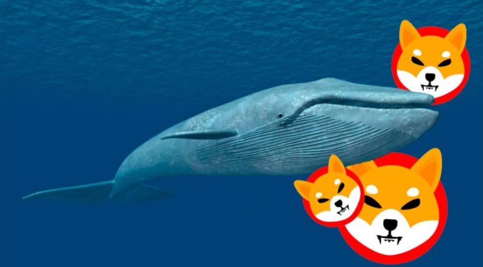 Las ballenas Shiba en Inu