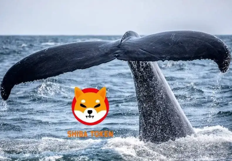 Shiba Inu ballenas Ethereum