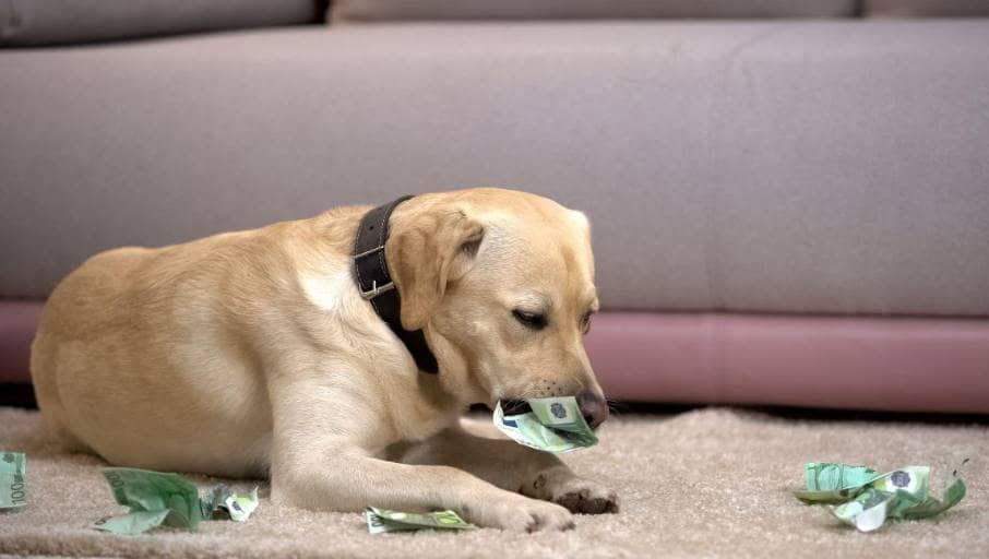 Todo es diversión y juegos hasta que atrapas a tu perro masticando tus Bitcoins almacenados en papel hasta hacerlos pedazos