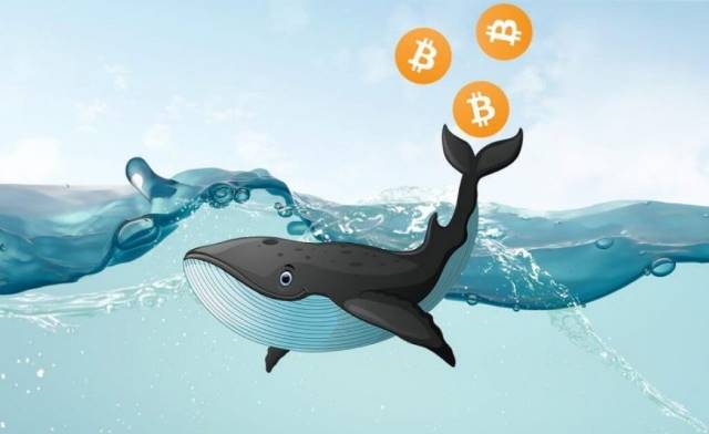 La ballena Bitcoin más grande compra 2554 BTC